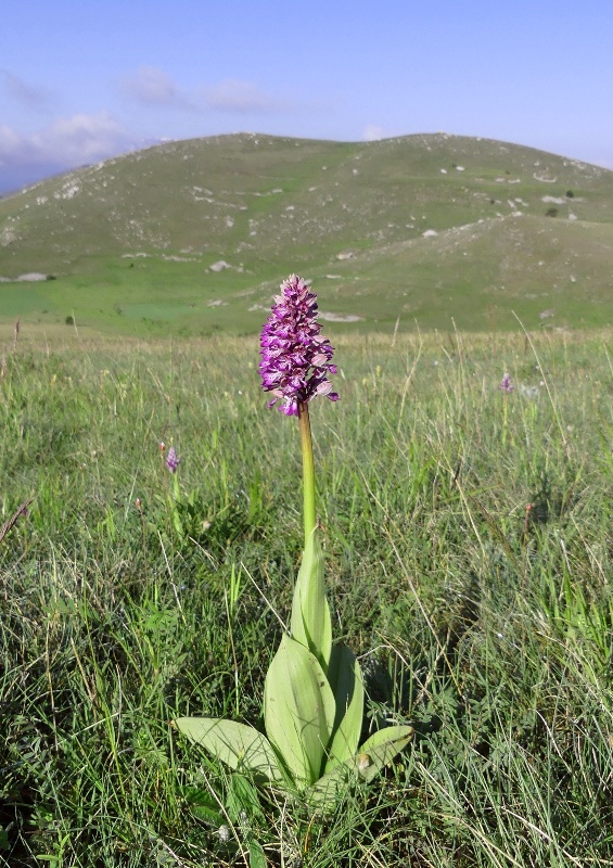 Orchis xhybrida (Orchis militaris x Orchis purpurea) altopiani abruzzesi - giugno 2018